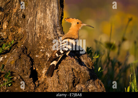 Wiedehopf (Upupa Epops) nisten Loch, Olive tree, Extremadura, Spanien Stockfoto