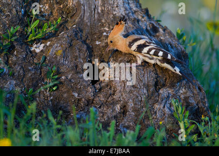 Wiedehopf (Upupa Epops) nisten Loch, Olive tree, Extremadura, Spanien Stockfoto