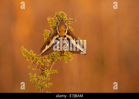 Labkraut Hawk-Moth (stark Gallii), Thüringen, Thüringer Wald, Deutschland Stockfoto