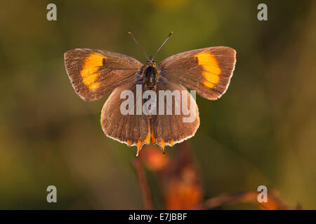 Braune Zipfelfalter (Thekla Betulae), Weiblich, Thüringen, Thüringer Wald, Deutschland Stockfoto