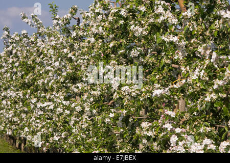 Altes Land, Land, Anbau, Apfelblüten, Apfelbäume, Baum, Blüte, Blüte, Blüten, blühen, BRD, Bundesrepublik, G Stockfoto