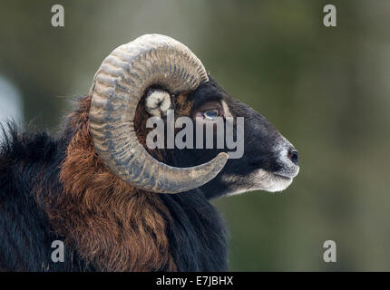 Europäischer Mufflon (Ovis Orientalis Musimon), Porträt, Vulkaneifel, Rheinland-Pfalz, Deutschland Stockfoto