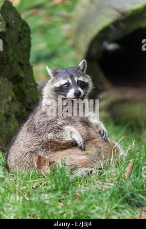 Waschbär (Procyon Lotor), Gefangenschaft, Saarland, Deutschland Stockfoto