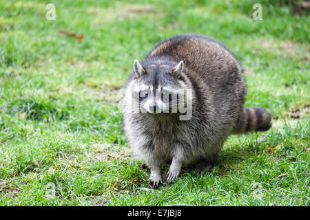 Waschbär (Procyon Lotor), Gefangenschaft, Saarland, Deutschland Stockfoto