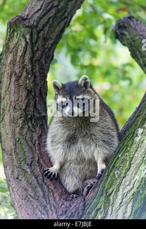 Waschbär (Procyon Lotor) sitzen auf einem Baum gefangen, Saarland, Deutschland Stockfoto