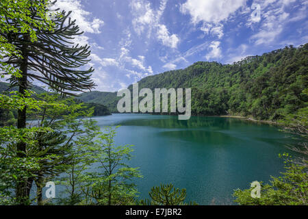 Lago Chico, Nationalpark Huerquehue, Pucón Araucanía Region, Chile Stockfoto