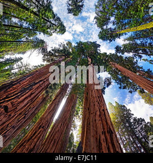 Riesen-Mammutbäumen (Sequoiadendron Giganteum), Frosch-Perspektive, Giant Forest, Sequoia Nationalpark, Kalifornien Stockfoto