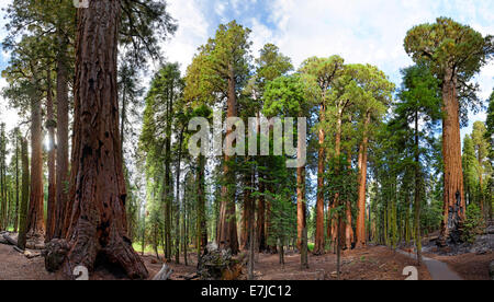 Gigantischen Sequoia Bäumen (Sequoiadendron Giganteum) im Giant Forest, Sequoia National Park, California, Vereinigte Staaten von Amerika Stockfoto
