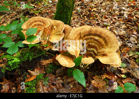 Riesige Polypore (Meripilus Giganteus), Schweiz Stockfoto