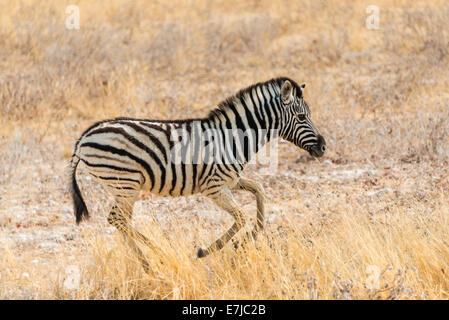 Young Plains Zebra oder Burchell Zebra (Equus Quagga Burchelli) durch trockene Rasen, Etosha Nationalpark, Namibia Stockfoto