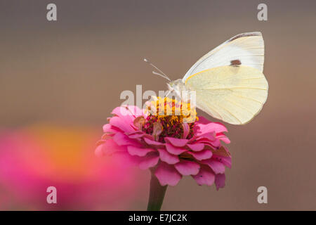 Großer weißer Schmetterling (Pieris Brassicae) auf gemeinsame Zinnie (Zinnia Elegans) Stockfoto