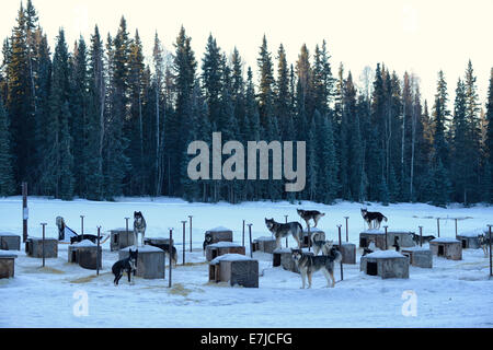 USA, USA, Amerika, Far North, Alaska, Schlittenhunde, Kennel, Winter, Clearing, Schnee, Hund, Hunde Stockfoto