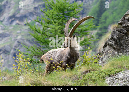 Reh-Steinbock, Tier, Ibex, Nanny Bergziege, Klauentieren Tier, Horntiere, Boviden, Ziegen, Ziegen-Like, Capra ich Stockfoto