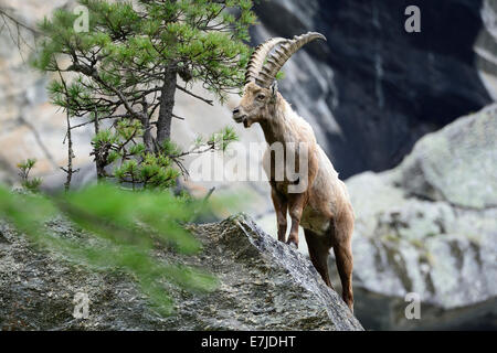 Reh-Steinbock, Tier, Ibex, Nanny Bergziege, Klauentieren Tier, Horntiere, Boviden, Ziegen, Ziegen-Like, Capra ich Stockfoto