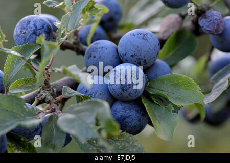 Schlehe, Schlehe, Feld Briar, schwarzen Dorn, Prunus Spinosa, Früchte, Stein Obst, Deutschland, Europa, Stockfoto