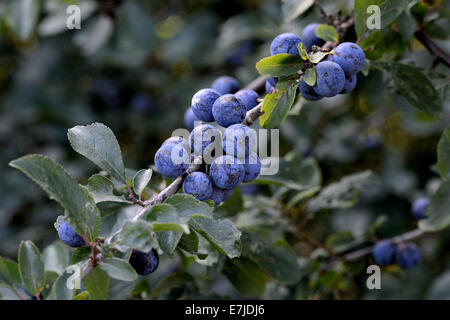 Schlehe, Schlehe, Feld Briar, schwarzen Dorn, Prunus Spinosa, Früchte, Stein Obst, Deutschland, Europa, Stockfoto