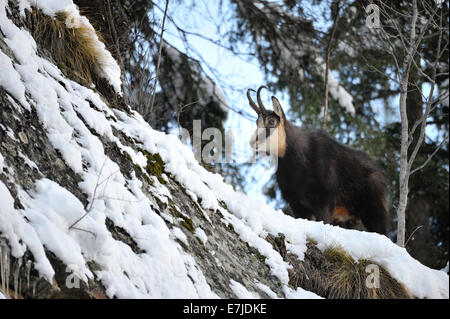 Gämse, Nanny Bergziege, Gemsen, Rupicapra, Tier, Winter, Spurrinnen Saison, Deutschland, Europa, Stockfoto