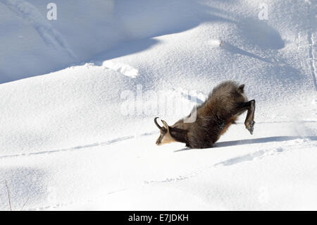 Gämse, Nanny Bergziege, Gemsen, Rupicapra, Tier, Winter, Spurrinnen Saison, Deutschland, Europa, Stockfoto