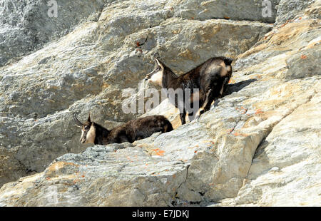 Gämse, Nanny Bergziege, Gemsen, Rupicapra, Tier, Winter, Spurrinnen Saison, Deutschland, Europa, Stockfoto