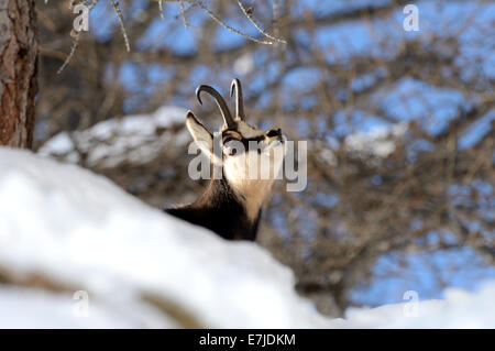 Gämse, Nanny Bergziege, Gemsen, Rupicapra, Tier, Winter, Spurrinnen Saison, Deutschland, Europa, Stockfoto