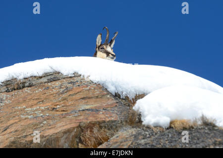 Gämse, Nanny Bergziege, Gemsen, Rupicapra, Tier, Winter, Spurrinnen Saison, Deutschland, Europa, Stockfoto