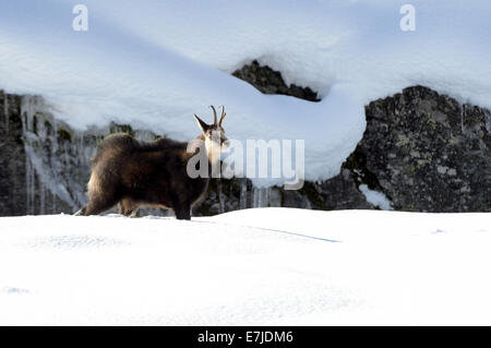 Gämse, Nanny Bergziege, Gemsen, Rupicapra, Tier, Winter, Spurrinnen Saison, Deutschland, Europa, Stockfoto