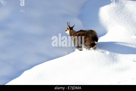 Gämse, Nanny Bergziege, Gemsen, Rupicapra, Tier, Winter, Spurrinnen Saison, Deutschland, Europa, Stockfoto