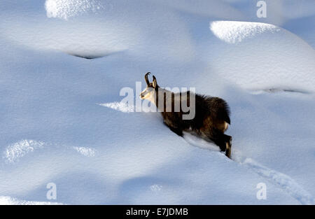 Gämse, Nanny Bergziege, Gemsen, Rupicapra, Tier, Winter, Spurrinnen Saison, Deutschland, Europa, Stockfoto