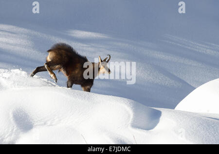 Gämse, Nanny Bergziege, Gemsen, Rupicapra, Tier, Winter, Spurrinnen Saison, Deutschland, Europa, Stockfoto