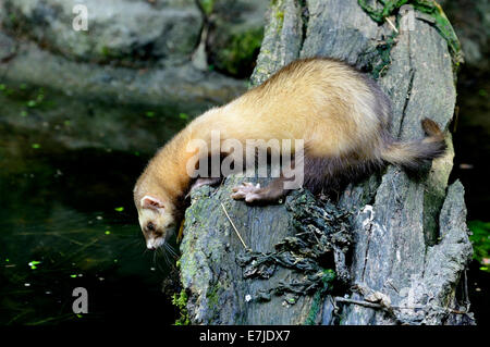 Iltis, Tier, Marder-Like, Iltissen, europäischen Iltis, Raubtier, nachtaktive Räuber, Mustela Putorius, Fell Tier, Pelz, Nacht Stockfoto