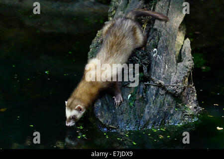 Iltis, Tier, Marder-Like, Iltissen, europäischen Iltis, Raubtier, nachtaktive Räuber, Mustela Putorius, Fell Tier, Pelz, Nacht Stockfoto