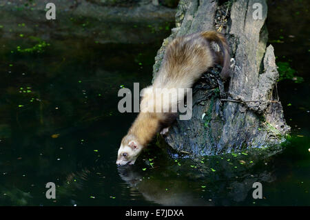 Iltis, Tier, Marder-Like, Iltissen, europäischen Iltis, Raubtier, nachtaktive Räuber, Mustela Putorius, Fell Tier, Pelz, Nacht Stockfoto