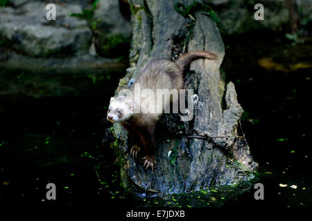 Iltis, Tier, Marder-Like, Iltissen, europäischen Iltis, Raubtier, nachtaktive Räuber, Mustela Putorius, Fell Tier, Pelz, Nacht Stockfoto