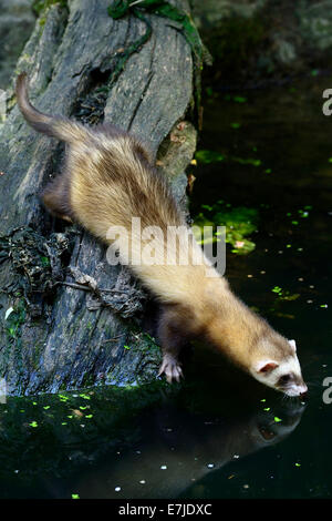 Iltis, Tier, Marder-Like, Iltissen, europäischen Iltis, Raubtier, nachtaktive Räuber, Mustela Putorius, Fell Tier, Pelz, Nacht Stockfoto