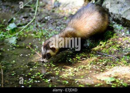 Iltis, Tier, Marder-Like, Iltissen, europäischen Iltis, Raubtier, nachtaktive Räuber, Mustela Putorius, Fell Tier, Pelz, Nacht Stockfoto