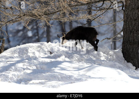 Gämse, Nanny Bergziege, Gemsen, Rupicapra, Tier, Winter, Spurrinnen Saison, Deutschland, Europa, Stockfoto