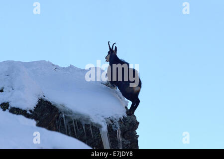 Gämse, Nanny Bergziege, Gemsen, Rupicapra, Tier, Winter, Spurrinnen Saison, Deutschland, Europa, Stockfoto