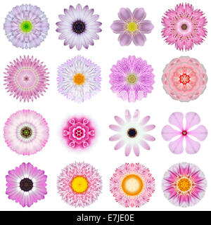 Große Sammlung von verschiedenen rosa konzentrische Muster Blumen. Kaleidoskopische Mandala-Muster, Isolated on White Background. Waschmittelkonzentrat Stockfoto
