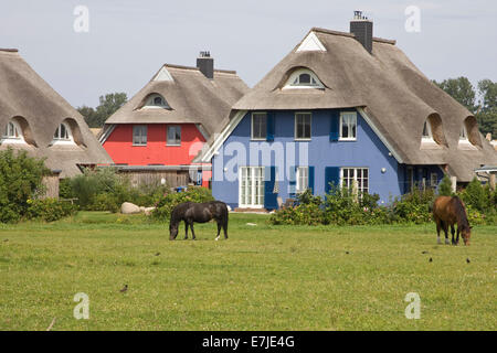 Architektur, Ahrenshoop Botanik, Darß, Darß, Deutschland, Farbe, Farben, Fenster, outdoor, vordere Tür, Mecklenburg, Mecklenburg-Wes Stockfoto