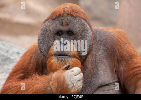 Affen, Alter, Alter Mensch, Asien, Borneo, Gesicht, Gesichter, Affe, Männlich, National, Natur, Orang-Utan, Orang Utan, Orang-Utan, Parken, Pongo, Pri Stockfoto