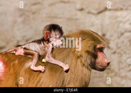 Affen, Alter, Alter Mensch, Asien, Borneo, Gesicht, Gesichter, Affe, Männlich, National, Natur, Orang-Utan, Orang Utan, Orang-Utan, Parken, Pongo, Pri Stockfoto