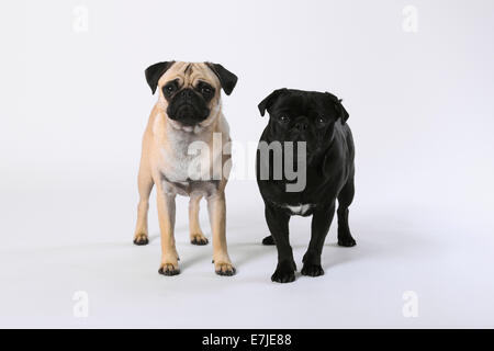 2, isoliert, Haustier, Haustier, Hintergrund, Hund, Hunde, Pugs, Fatties, Mops, Pugs, Fatties, paar, paar, Porträt, paar, fo Stockfoto