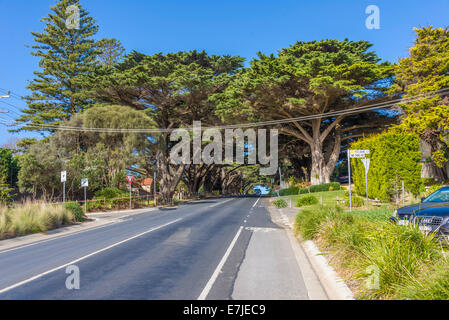 Main Street Portsea Victoria Australien Badeort mit Zypressenallee von Bäumen Stockfoto