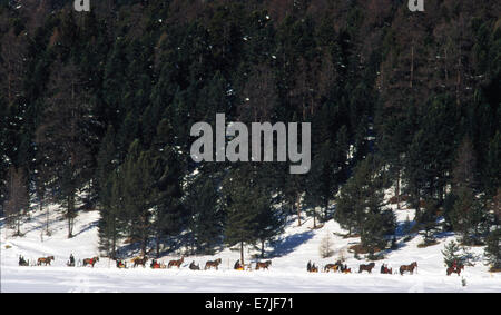 Schlitteda, Graubünden, Schweiz Stockfoto