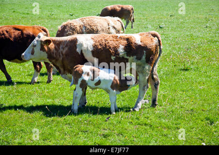 Hereford X Charolais Kuh und ihr Kalb Spanferkel in der Frühlingssonne am Hampton Court Schloss Herefordshire England UK Stockfoto