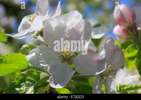 Agrar-, Apfel, Apfelbaum, Apfelblüte Baum, gedeihen, Baum, blühen, gedeihen, Blütenpracht, Detail, Frühling, Kernobst, Knospe, Knospen, Stockfoto