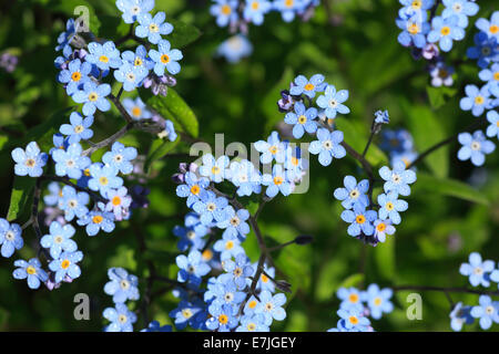 Blume, Blumen, Flora, Frühling, Hintergrund, Makro, Masse, Myosotis, close-up, Vergissmeinnicht, blau, Blüte, hell, großaufnahme, Col Stockfoto