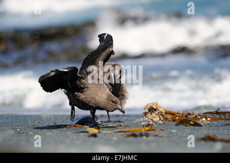 Braune Skua (Stercorarius Antarcticus) kämpfen am Strand mit Meer im Hintergrund auf einer subantarktischen Macquarie Island, Australien. Stockfoto