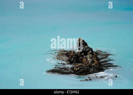 Braunalgen (Phaeophyceae) auf einem Felsen im subantarktischen Ozean, Macquarie Island, Australien. Stockfoto