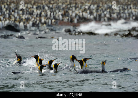 Königspinguin (Aptenodytes Patagonicus) Spalshing und Baden vor der Lusitania Beach, Macquarie-Insel, Australien. Stockfoto